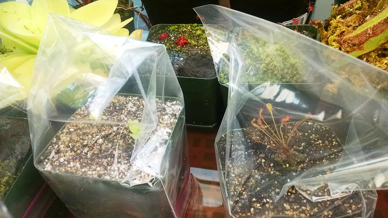 Drosera affinis and Pinguicula 1717 in humidity tents.