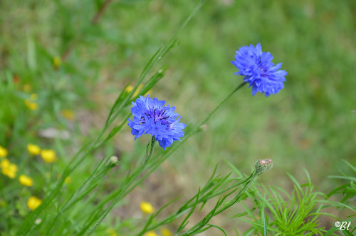 france fleur fleurs bleue flore gascogne sudouest aquitaine lotetgaronne floraison boé fleursdejardin fleursdujardin fleurdejardin fleurdujardin francesudouest 2014052244