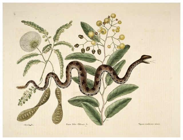 019- La pequeña serpiente de cascabel-Natural History of Carolina, Florida and the Bahama Islands-Vol2-1754