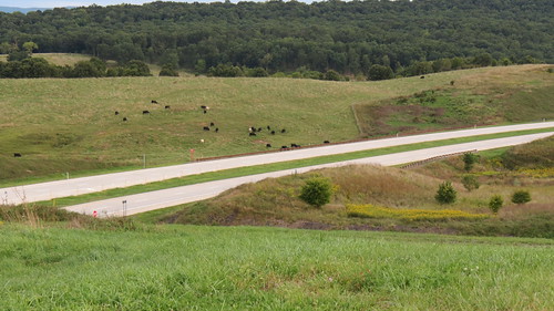 westvirginia livestock roadsandhighways