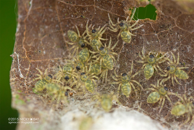 Lynx spiderlings (Hamadruas sp.) - DSC_3945