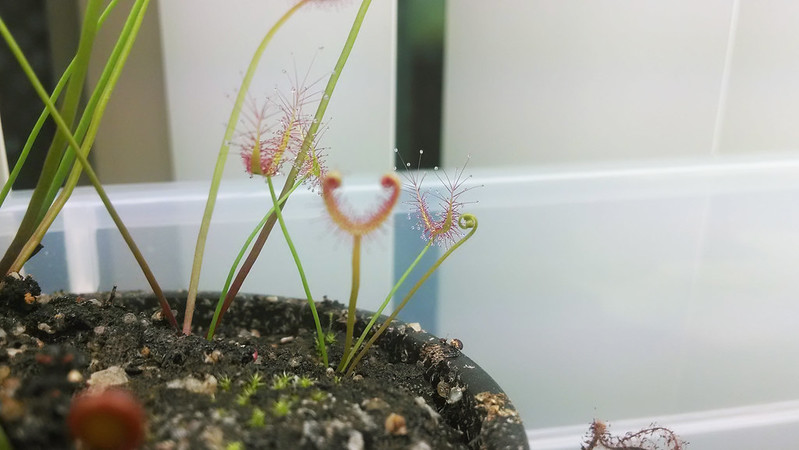 Drosera binata plantlet with new growth.