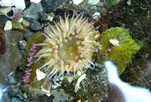 Pink-Tipped Green Anemone