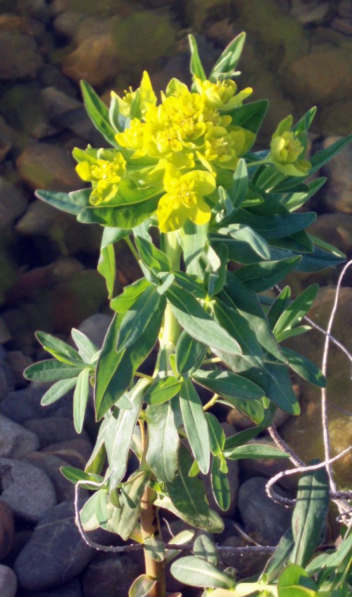 Euphorbia palustris 14529783781_b8c8e54e74_o
