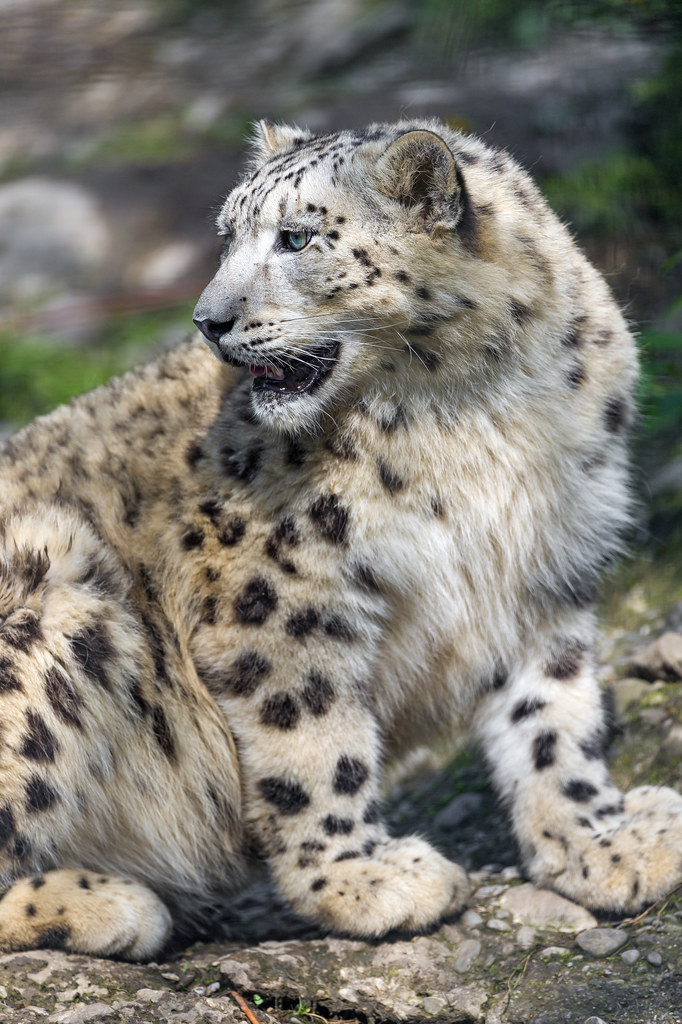 Snow leopard looking back | Another snow leopard picture ...