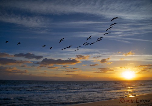 beach sunrise florida brownpelicans canaveralnationalseashore