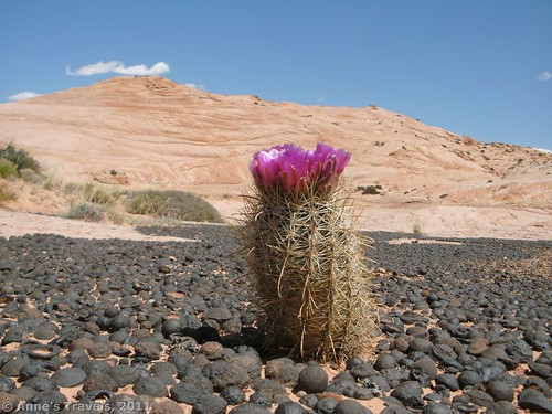 A blooming cactus on a high plateau in Grand Staircase-Escalante National Monument, Utah