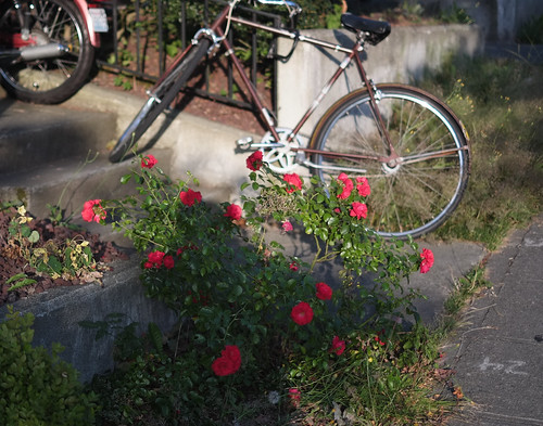seattle usa bicycle sunrise moped washingtonstate lightandshadow rosebush centraldistrict 2014 blinkingcharlie eunionstreet fujifilmxe1
