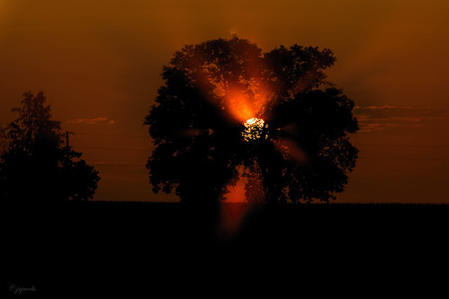 columbus tree fog wisconsin sunrise ©jrj
