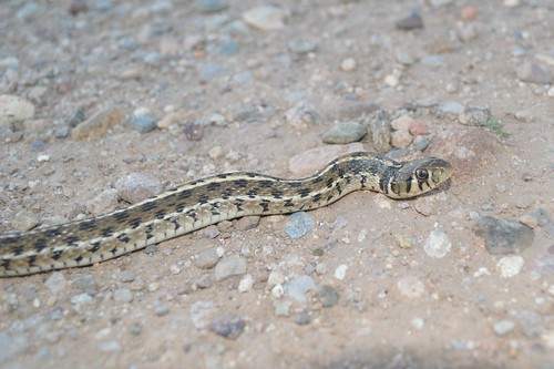 Checkered Garter Snake (Thamnophis m. marcianus)