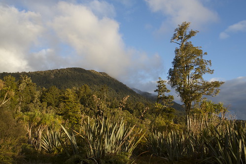 newzealand sky cloud tree forest canon landscape rainforest westcoast rimu temperaterainforest