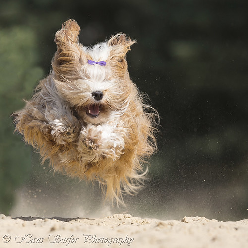 netherlands flyingdog havanese lutterzand