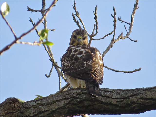 Broad-winged Hawk at Ewing Park in Normal, IL