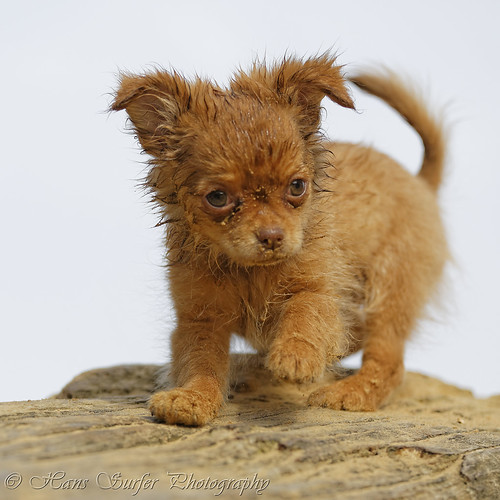 chihuahua netherlands puppy 12weeks lutterzand