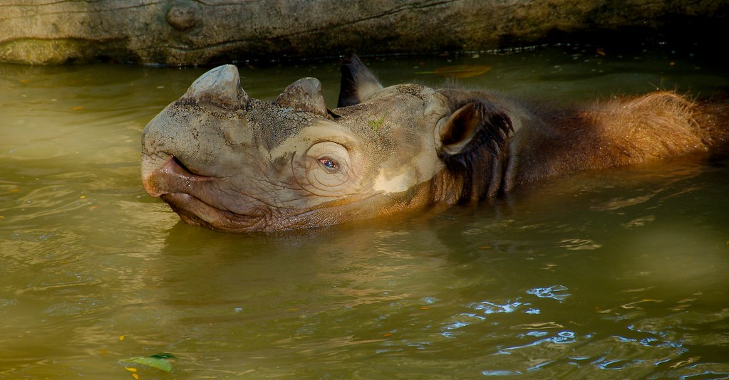 Sumatran Rhinoceros (Dicerorhinus sumatrensis)_32