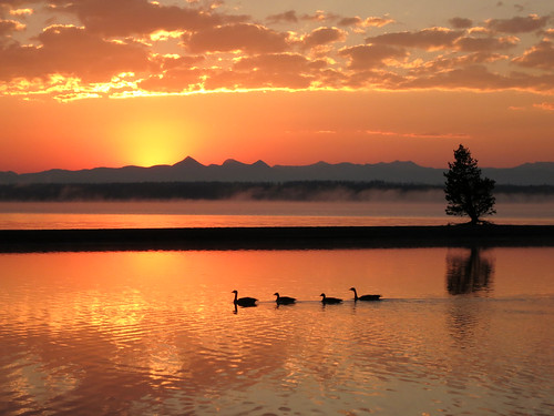 morning sunset lake tree water pine sunrise geese duck pond scenic ducks calm goose western yellowstone campground grantvillage bigthumb platinumheartaward