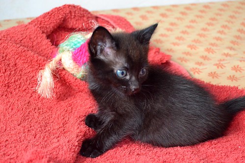 Salem, gatito negro muy guapo nacido en Mayo´14, en adopción. Valencia. ADOPTADO. 14280274767_63f828e5d5