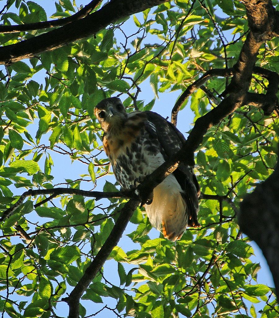 'Shaft' - the red tail fledgling