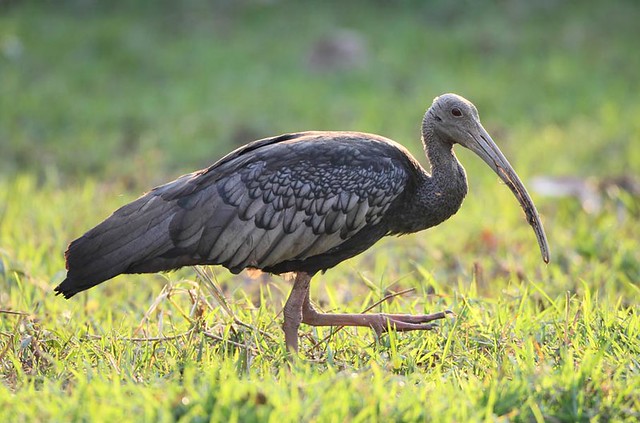 giant-ibis-walk