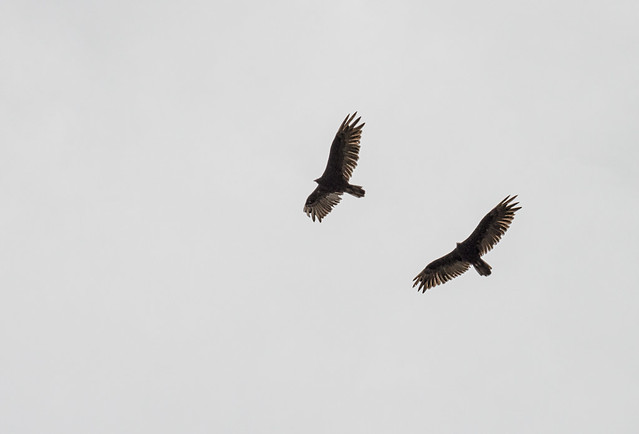 Pair of Turkey Vultures