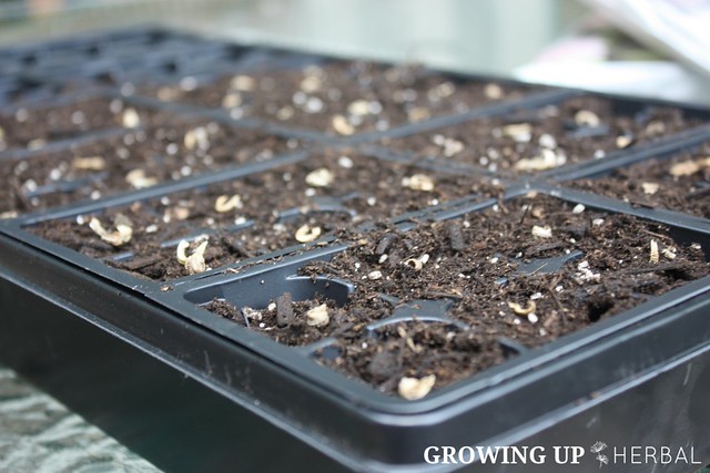 Learning Herbs: June Herb Challenge – Bonus Lesson | GrowingUpHerbal.com | Calendula Essential Growing, Cultivating, & Harvesting Calendula