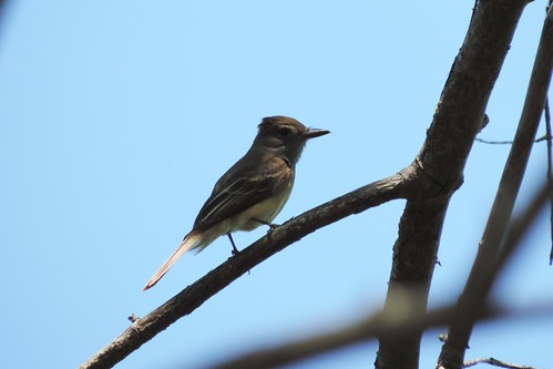 #69 Great crested Flycatcher (Myiarchus crinitus)