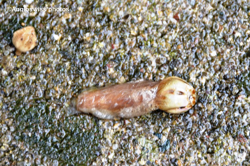 Dead Slug