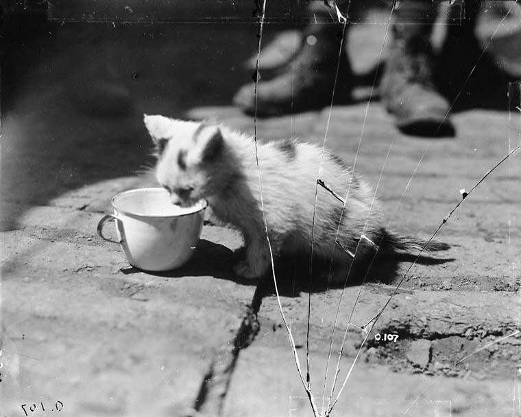 A kitten born in the trenches seeks nourishment / Un chaton né dans les tranchées cherche de la nourriture