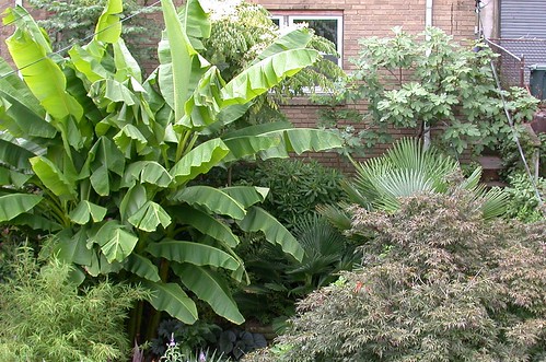 Garden (cropped)