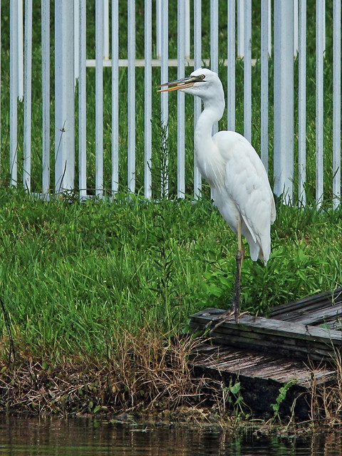 Great White Heron 2-20140811