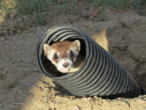 An endangered black-footed ferret peeks out of a tube in a prairie dog burrow soon after its release at Soapstone Prairie Natural Area near Fort Collins, Colorado, on September 3. Photo by USDA Wildlife Services.