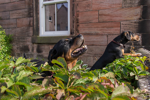 art dogs garden photography scotland unitedkingdom sniffing frontgarden ayrshire newmilns sonydt18250mmf3563 sonyslta55v ronniebarron rcb4j usuallyoutofbounds