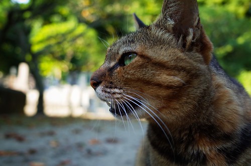 Cat in Myohonji Temple