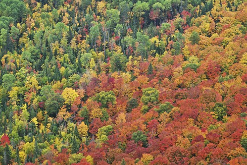 autumn trees ontario canada leaves forest landscape view hiking fallcolors scenic sunny vantage northernontario fallcolours canadianshield goulaisriver algomahighlands robertsoncliffs robertsonlakecliffs vankoughnettownship fujixe1 fall2014 xf55200mm