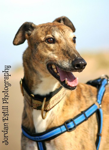 Brin- big brindle boy looking for an experienced home :)  15217012190_462a2f2137