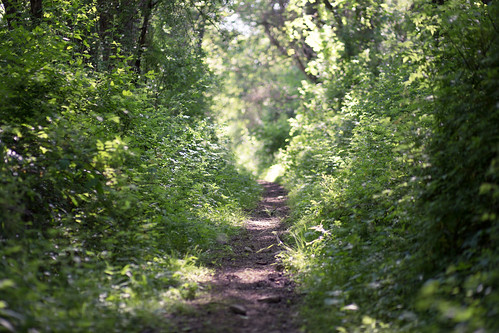 green nature unitedstates pennsylvania hike greenery venetia