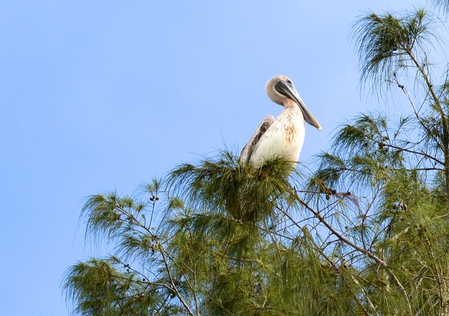 Pelican in tree