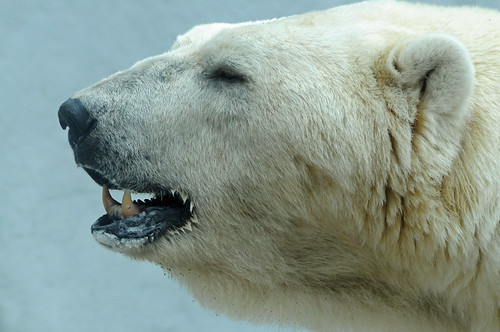 Eisbär Viktor im Ouwehands Dierenpark.