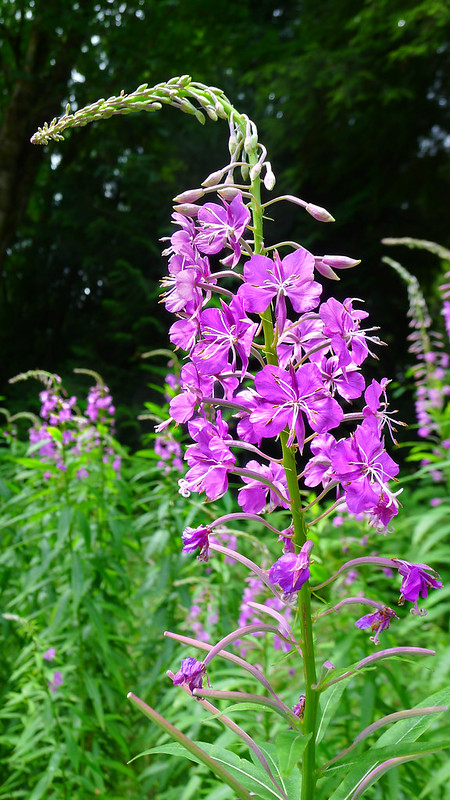 Flowers again Washington Cascades 2014_0235