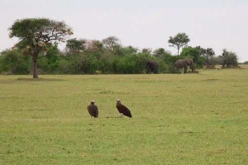 africa tanzania safari ngorongoro vultures ngorongorocraterlodge