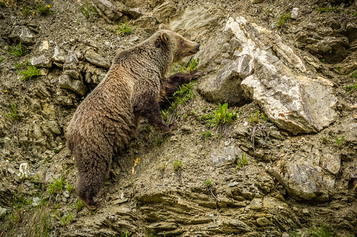 bear park animal rockies bc wildlife national grizzly kootenay sonya65