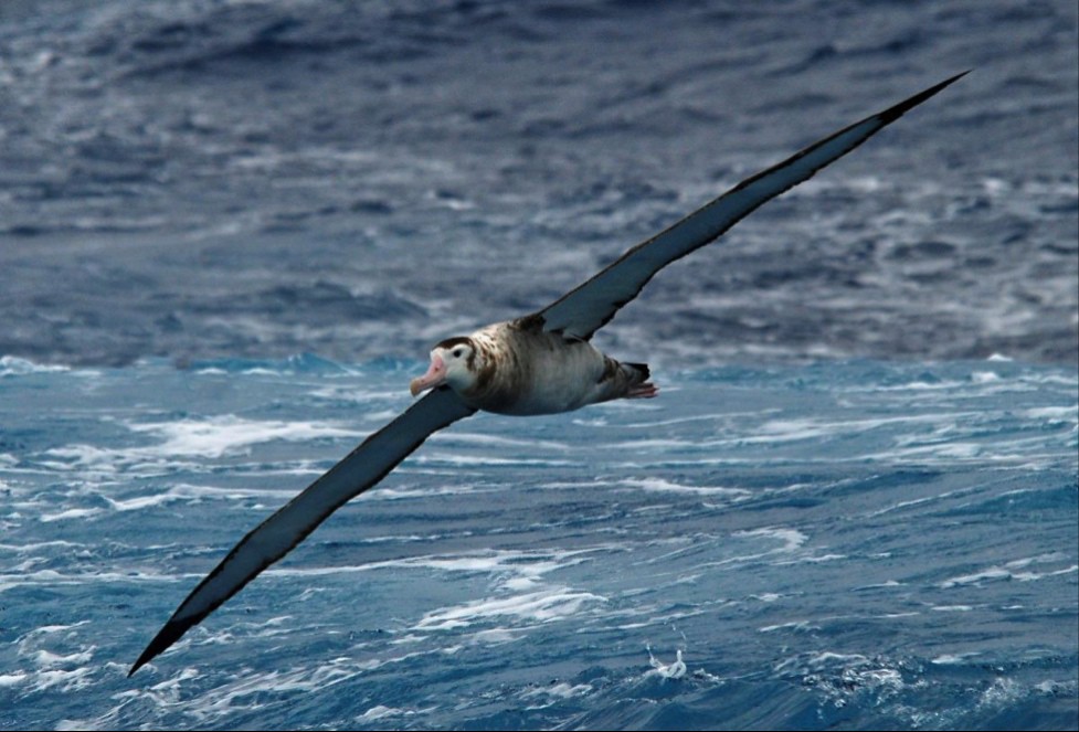 漂泊信天翁展翼時接近12英尺長，大部分的生命時光都在夜晚時於南極洋搜尋捕食魷魚、小魚和磷蝦，只有在每1~2年的繁殖季在亞南極島嶼陸地上。飛行中的漂泊信天翁亞成鳥。圖片來源：Drake Passage