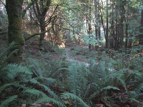 Llandover Woods Greenspace