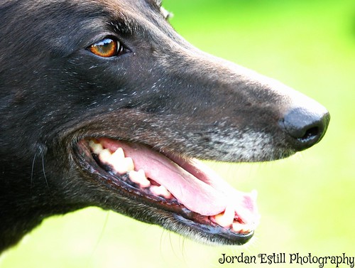 Magic- soppy black female hound looking for a home! 15195790280_c32f7973b6