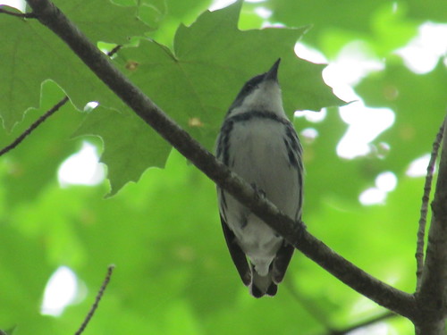 Cerulean Warbler (Dendroica cerulea)