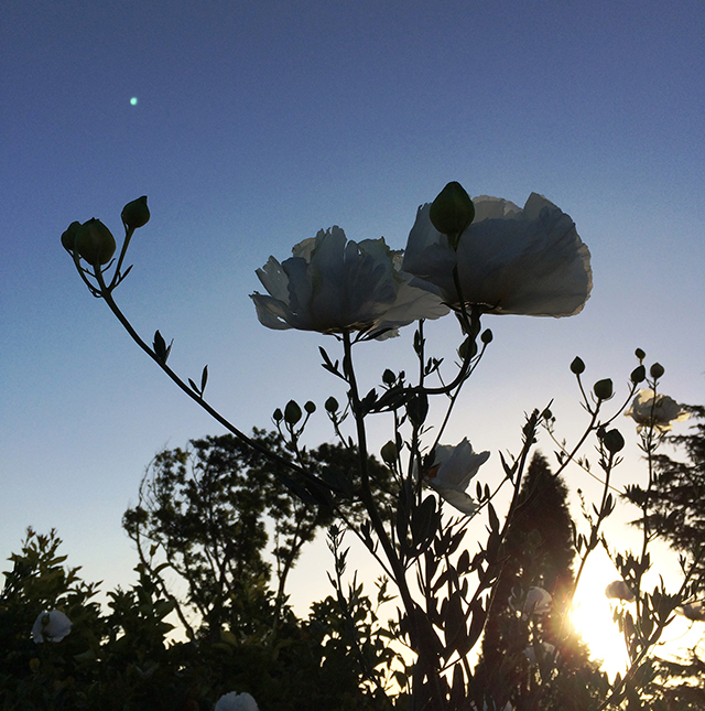 white poppies in the blue evening