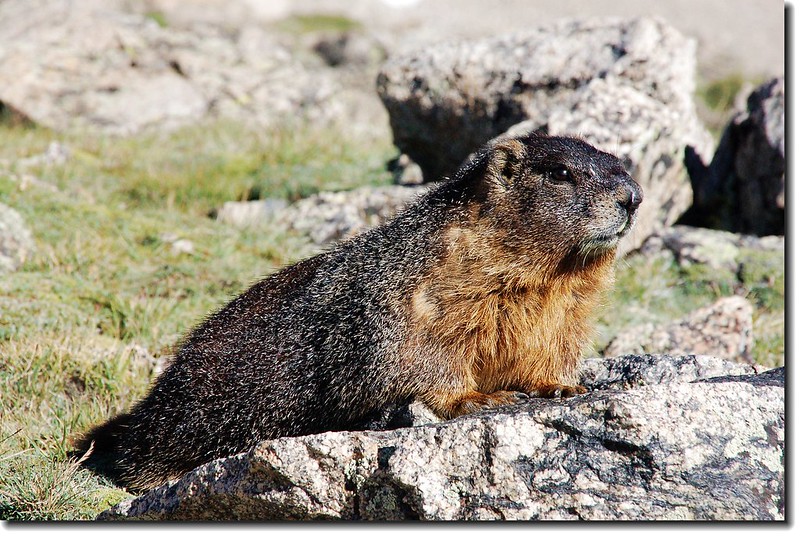 A lazy marmot 3