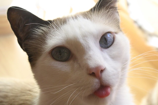 6º Concurso fotográfico "¿Se te comió la lengua el gato?" Bases y fotos participantes 14368384624_da208ec9b6_z