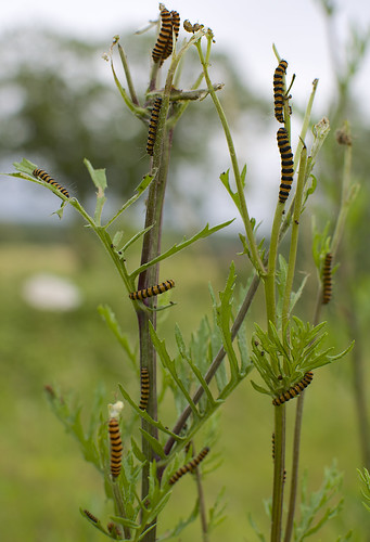uk nature wildlife norfolk moth caterpillars cinnabar bridgham