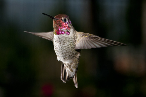 inflight bif annashummingbird calypteanna